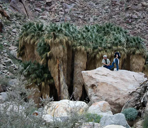 Two people sitting on a large rock under a dense canopy of palm fronds in a rocky desert setting.
