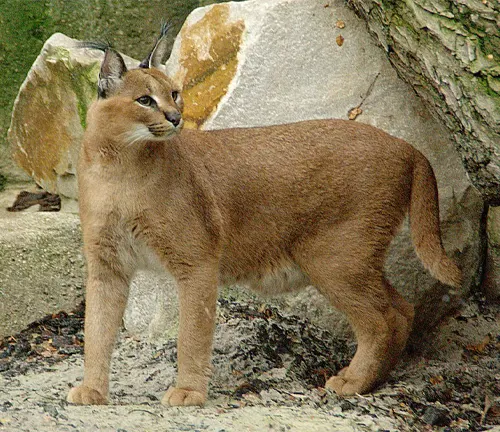 A wild caracal perched on a rock, showcasing its majestic presence in its natural habitat.