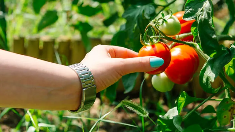 A person's hand with a watch and blue nail polish gently touching a cluster of ripe and unripe tomatoes on the vine in a sunny garden.