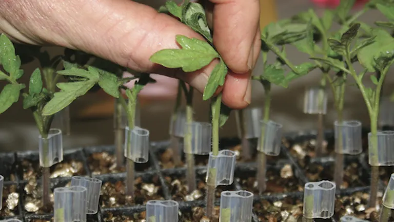 A close-up of a hand grafting young tomato plants using clear plastic tubes to join the stems, a technique used to combine different plant varieties for improved growth characteristics.
