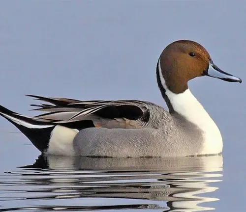 A Northern Pintail duck gracefully swims in the water, its head held high.