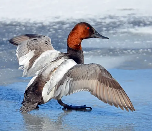 A Canvasback Duck swimming gracefully on calm water, with its distinctive red head and white body.