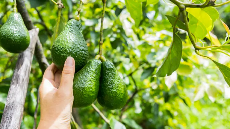 How to Fertilize Avocado Tree: A Step-by-Step Guide for Lush Growth