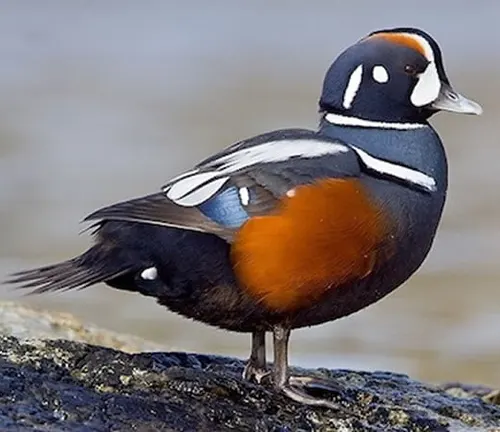 A Harlequin Duck with vibrant orange, black, and white feathers perched gracefully on a rock.