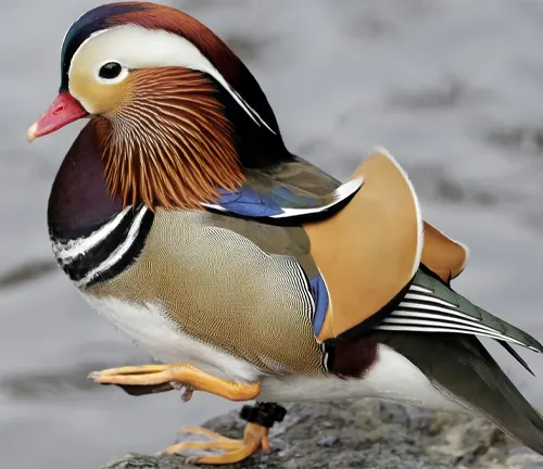 Mandarin duck, a colorful bird with vibrant plumage, swimming gracefully on calm water.
