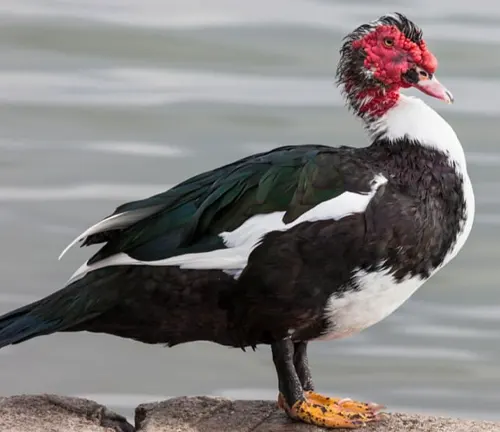 A Muscovy duck standing on a grassy field, with its distinctive red face and black and white feathers.