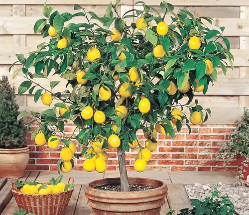YEGAOL Garden Dwarf Lemon Tree Seeds