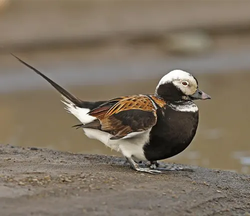 A "Long-tailed Duck" with a white head and black and white feathers.