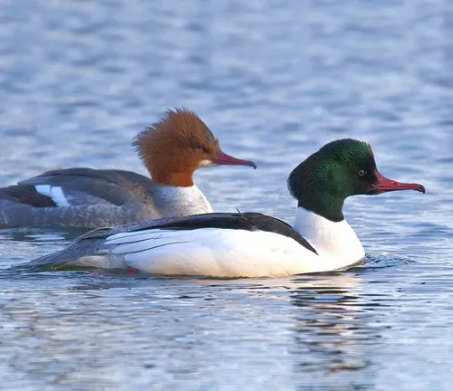 Two Common Merganser ducks gracefully swimming side by side in the water.