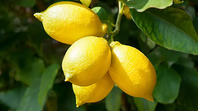 A cluster of three bright yellow lemons attached to a branch, surrounded by dark green leaves in sunlight.