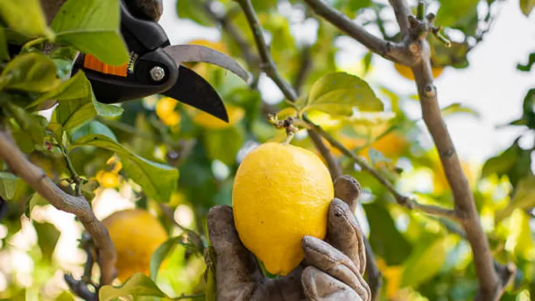 A close-up of a person's gloved hand holding a ripe lemon on a tree, with pruning shears positioned above, ready to cut the fruit from the branch.