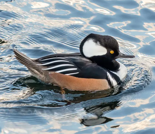 A Hooded Merganser duck gracefully swims in the water, its distinctive hooded appearance adding to its charm.