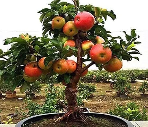 A potted apple tree with a short trunk and exposed root system, bearing several ripe red apples.