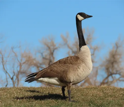 A Canada Goose standing on a snowy field, with its wings spread wide and its head held high.
