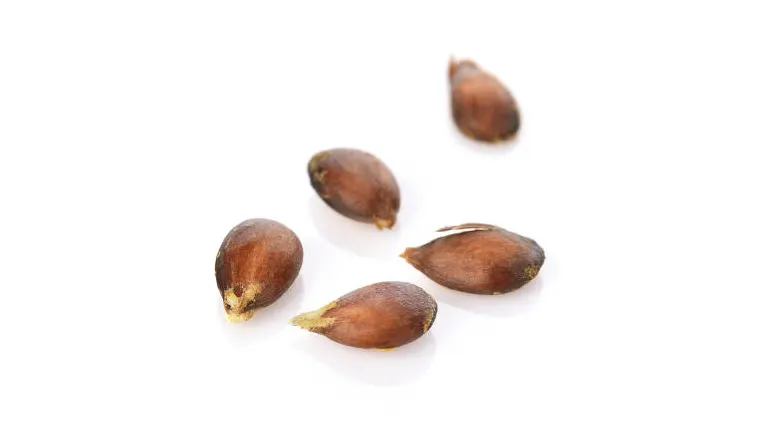 Five apple seeds with a dark brown hue and pointed tips, resting on a reflective white surface.