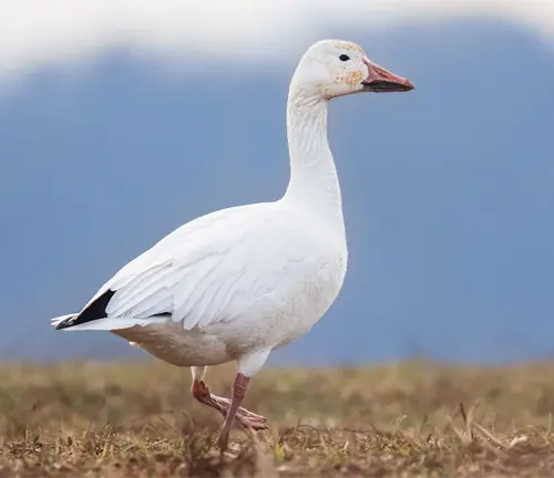 A "Snow Goose" stands in a field.