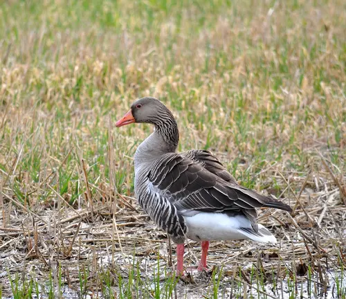 A Greylag Goose standing in a field with grass and weeds.