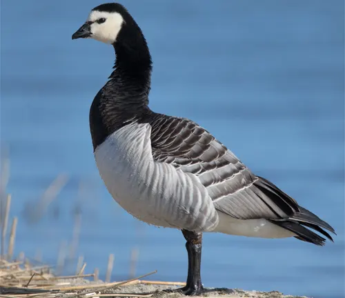 A goose known as the Barnacle Goose standing on a rock next to the water.