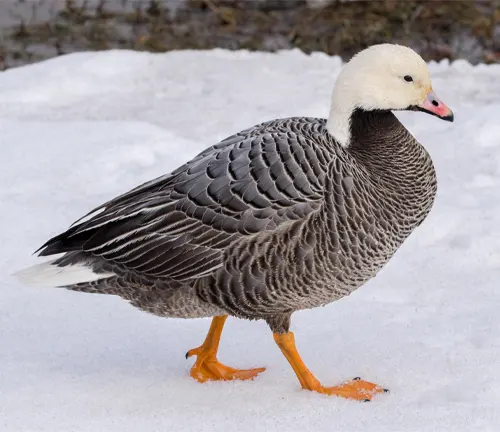A close-up photo of an Emperor Goose standing on a rocky shore, with distinctive black and white plumage and a bright orange beak.