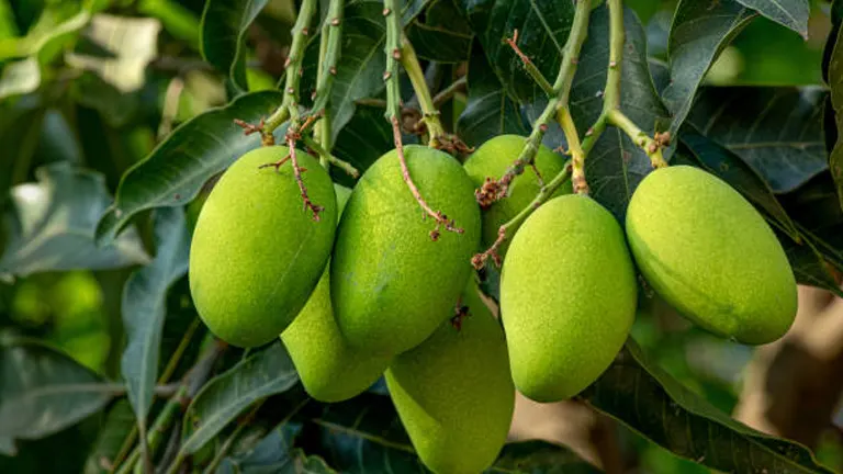 A cluster of young, green mangoes hanging among dark green leaves on a mango tree.