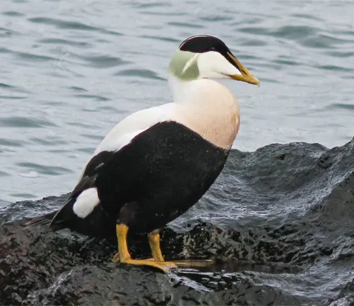A Common Eider Duck perched on a rock, displaying its black and white plumage.