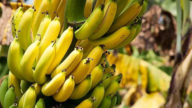 Close-up of a cluster of ripe yellow bananas on a plant with some green tips, set against a background of banana plantation foliage.