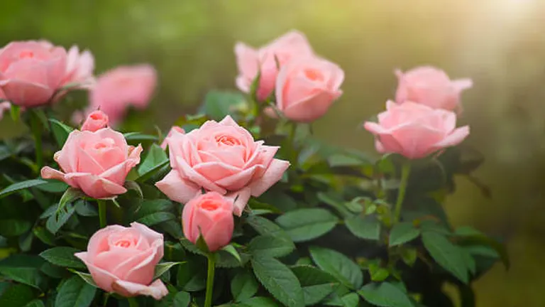 Light pink roses in full bloom, nestled among green leaves with a soft-focus background and a warm, glowing light.