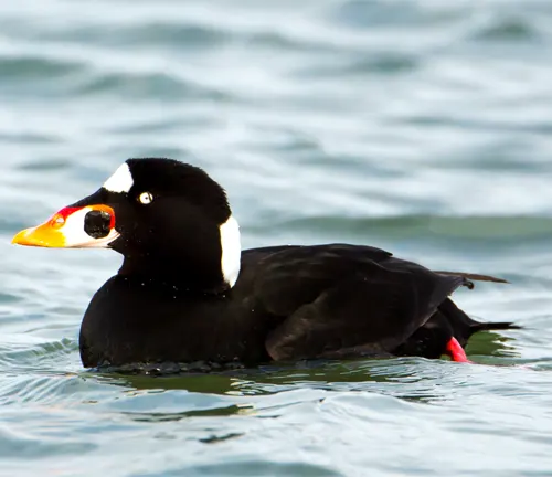 Surf Scoter Duck, a black and white bird with a red beak, swimming in the ocean.