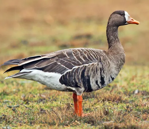 A close-up photo of a Greater White-fronted Goose standing on a grassy field with its wings slightly spread.