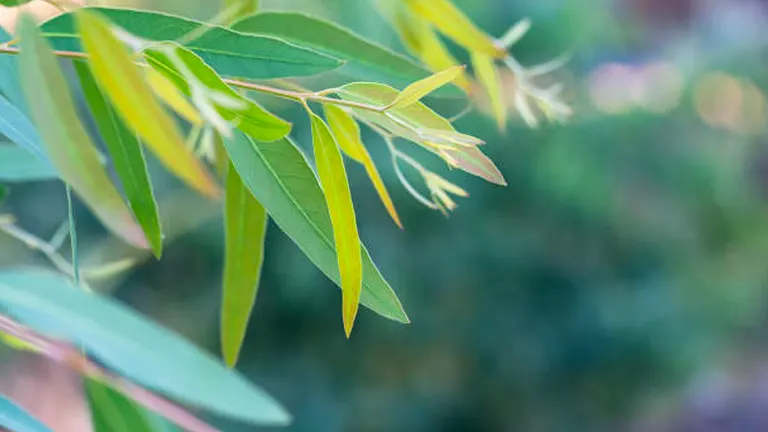 Close-up of eucalyptus leaves in varying shades of green, with some young, lighter green leaves sprouting at the tips, against a softly blurred background.