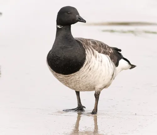 A Brant Goose swimming gracefully in calm waters, with its black head and neck contrasting against its white body.