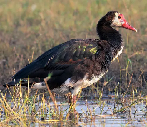 An elegant Spur-winged Goose, with a black and white plumage and a vibrant red beak, standing in water.
