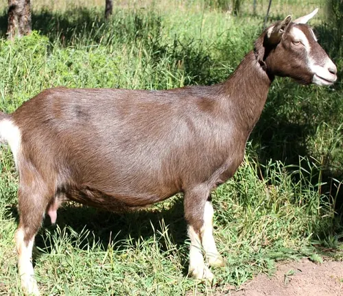 A Toggenburg goat with a brown coat and white markings, grazing in a lush green pasture.