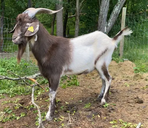A Kiko goat with a long horn standing in the dirt.