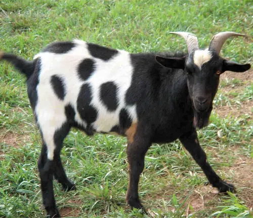 A white and brown goat with floppy ears lying on the ground, appearing to be fainting.