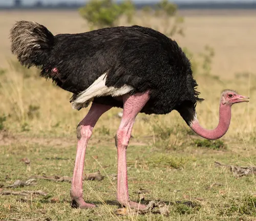 A close-up photo of a Common Ostrich standing on sandy ground, with its long neck and feathers visible.