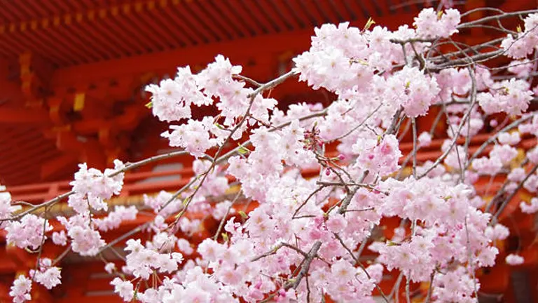 Delicate pink cherry blossoms contrast with the red wooden structure in the background.
