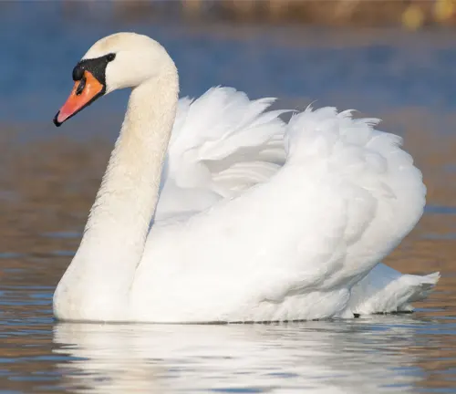 Majestic white Mute Swan swimming gracefully on calm water.