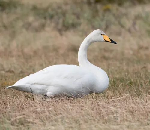  A majestic whooper swan standing gracefully in the grass.