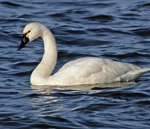 A Tundra Swan gracefully swimming in the water.
