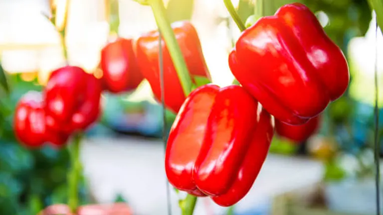 Bright red bell peppers hanging from a plant with blurred greenhouse background, highlighted by sunlight.