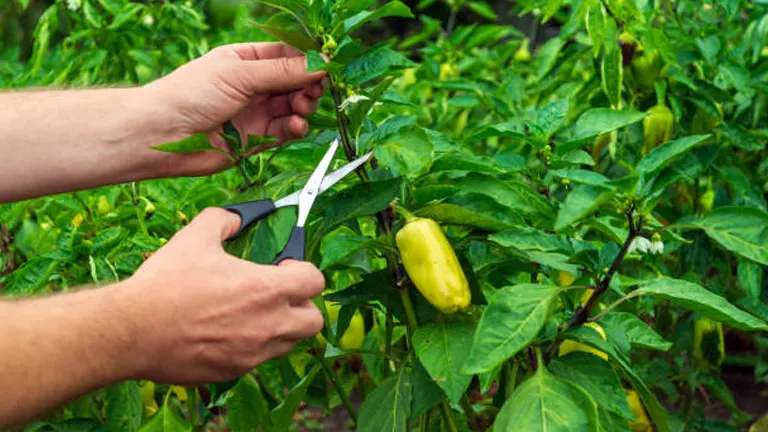 Close-up of hands pruning a bell pepper plant with gardening shears, with a focus on maintaining plant health.