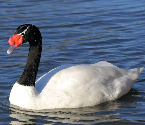Beautiful Black-necked Swan with distinctive black neck and white feathers.