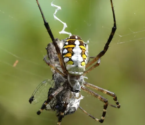 A yellow and black striped spider, known as the "Orb-weaves Spider", is depicted in the image.