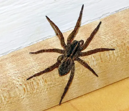 A "Wolf Spider" on a room wall, showcasing its distinctive features and unique appearance.