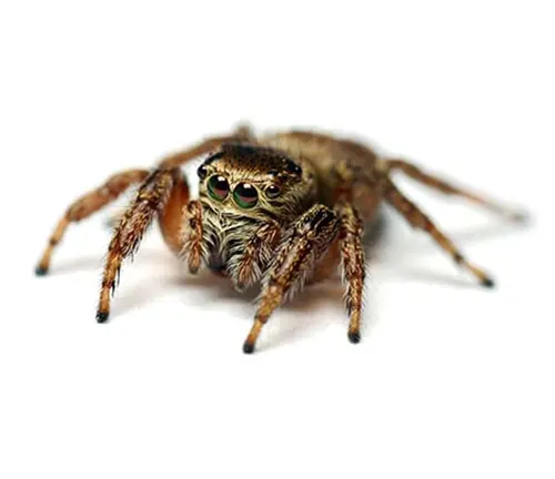 A "Jumping Spider" on a plain white background.