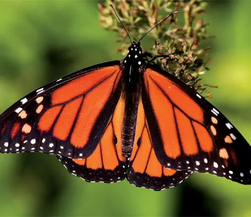 A close-up image of a Monarch Butterfly with vibrant orange and black wings resting on a green leaf.