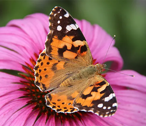 A "Painted Lady Butterfly" perched on a pink flower.