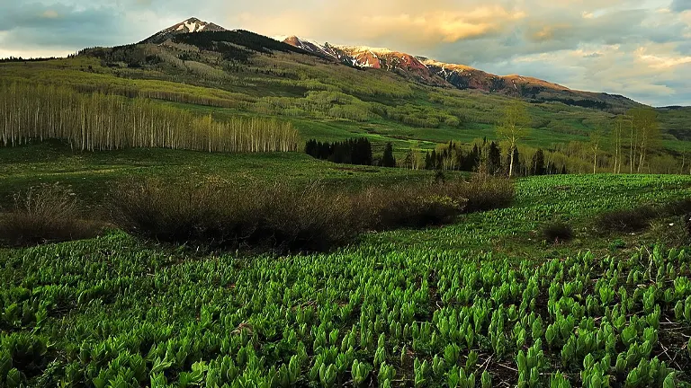 Gunnison National Forest