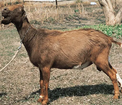 La Mancha Goat with short ears, tethered by a chain